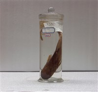 藏品(大海鯰)的圖片